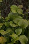 Green pitcherplant